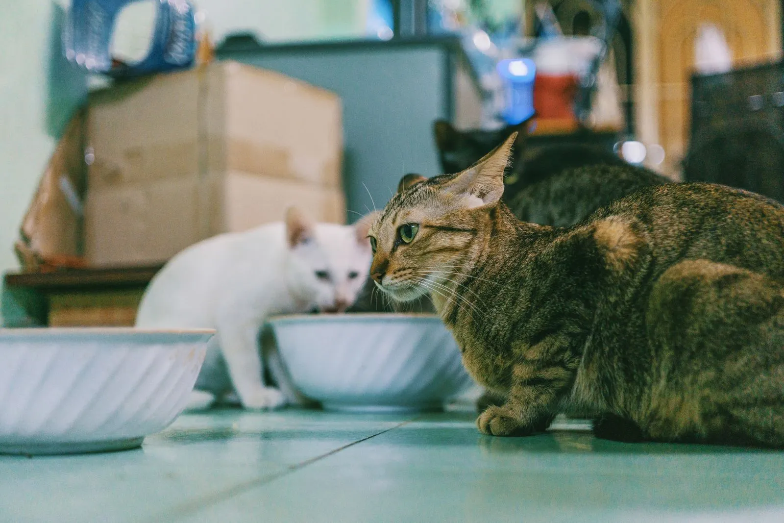 段ボール箱のあるキッチンで、白猫とキジトラ猫が並んでいる