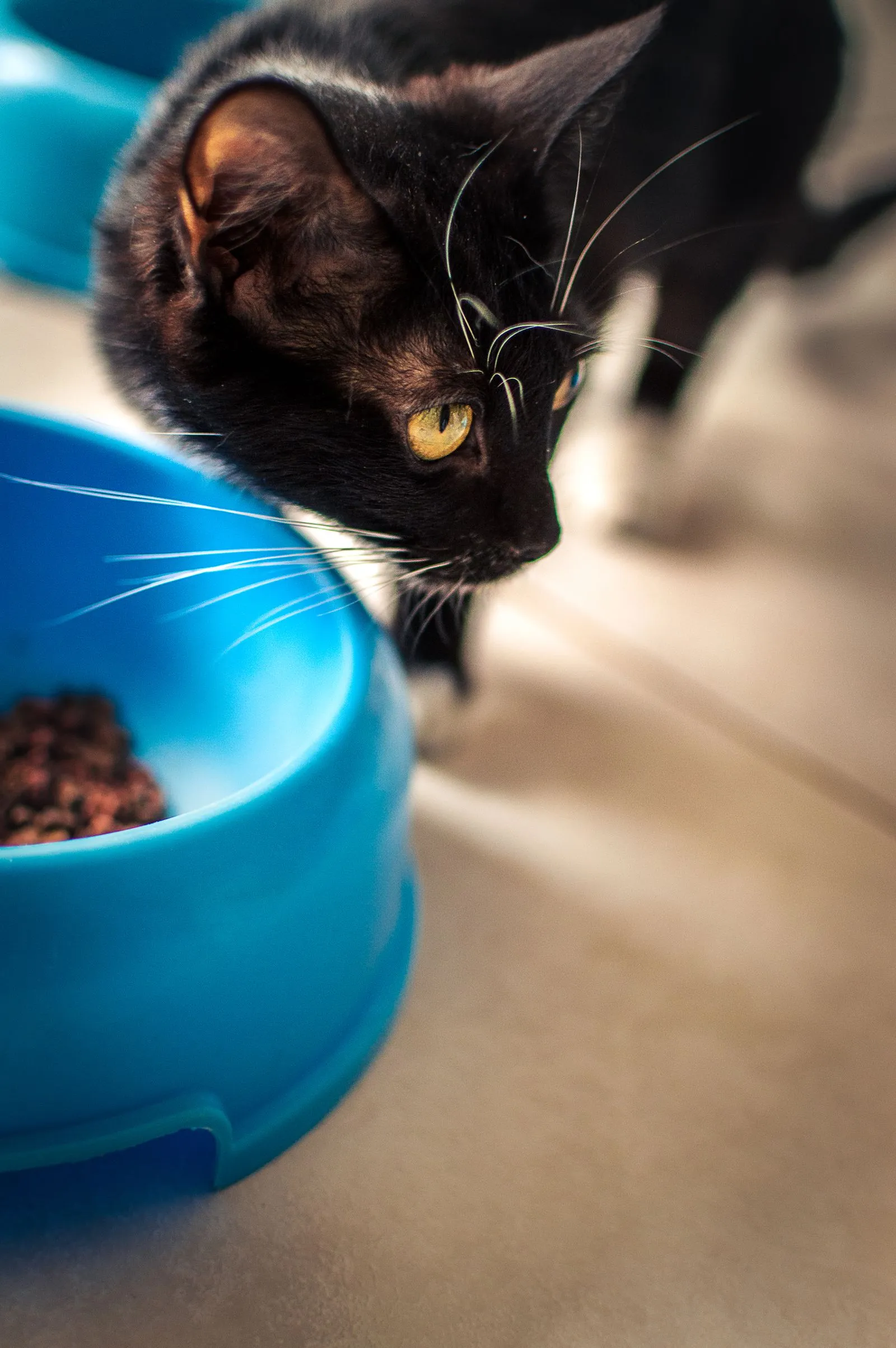 青いボウルのそばを歩く黒猫と、奥にいるもう1匹の猫