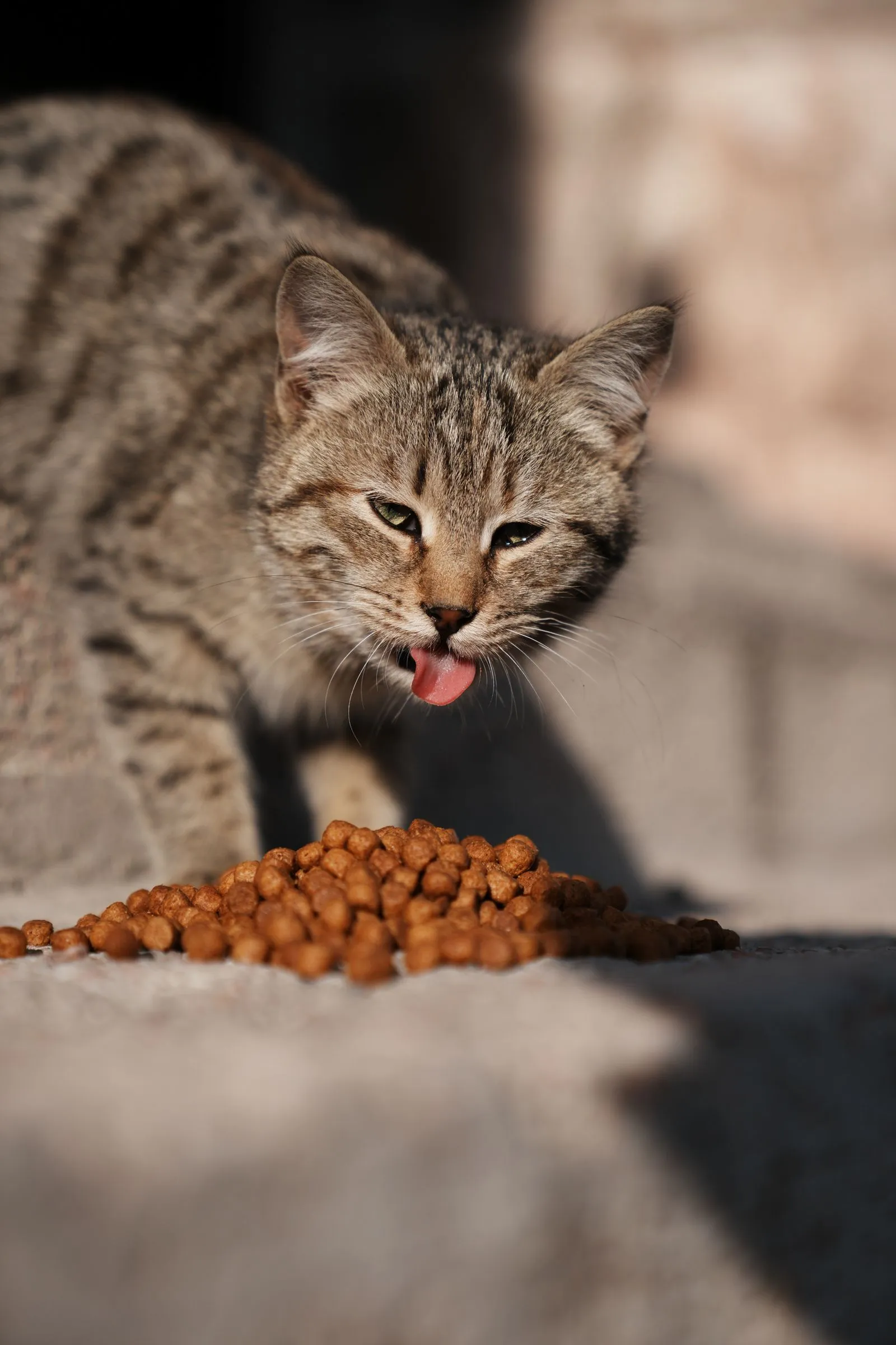 石畳に山盛りのフードの前で舌を出す、キジトラ猫