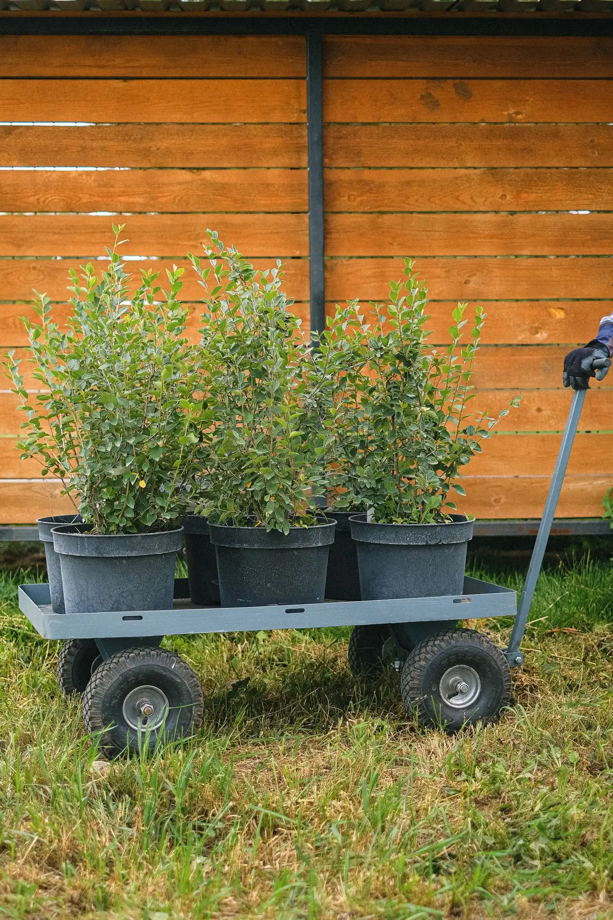 グローブをした手が、鉢植えの低木を積んだワゴンのハンドルを引いている