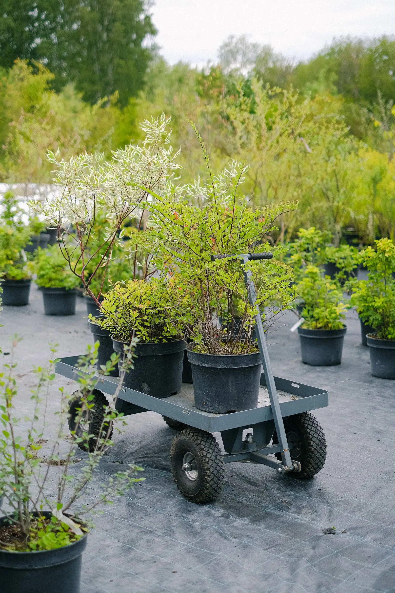鉢植えの植物を積んだワゴンが、砂利敷きの苗床の間に置かれている