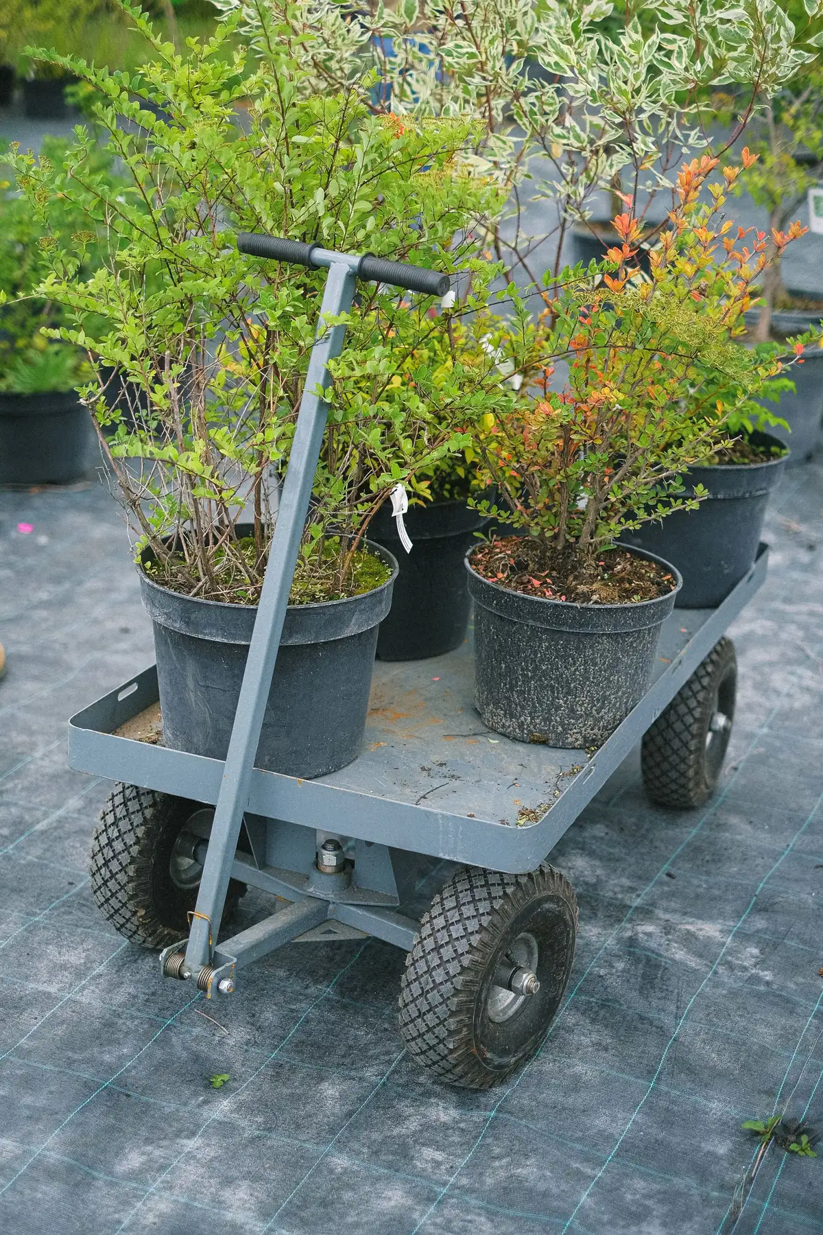 鉢植えの植物を積んだワゴンが、木製フェンスのそばの芝生に置かれている